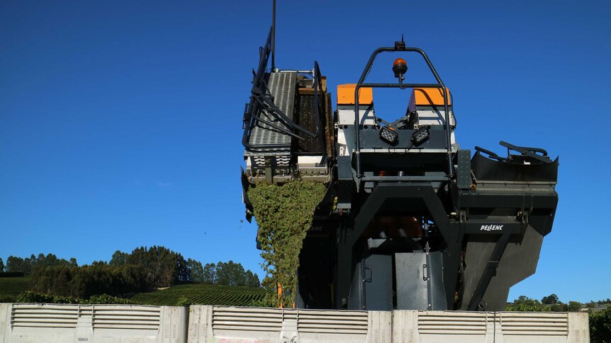 a grape harvester empties a load of grapes into large bins