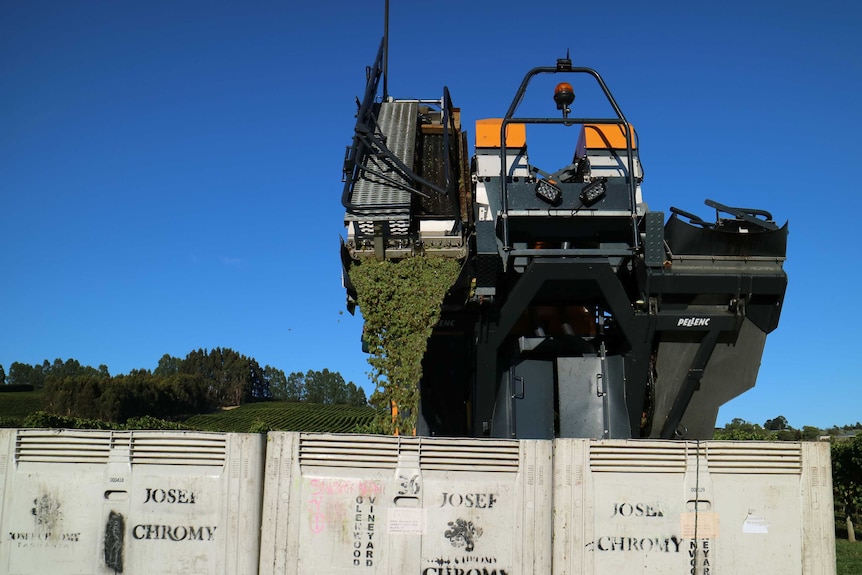 a grape harvester empties a load of grapes into large bins