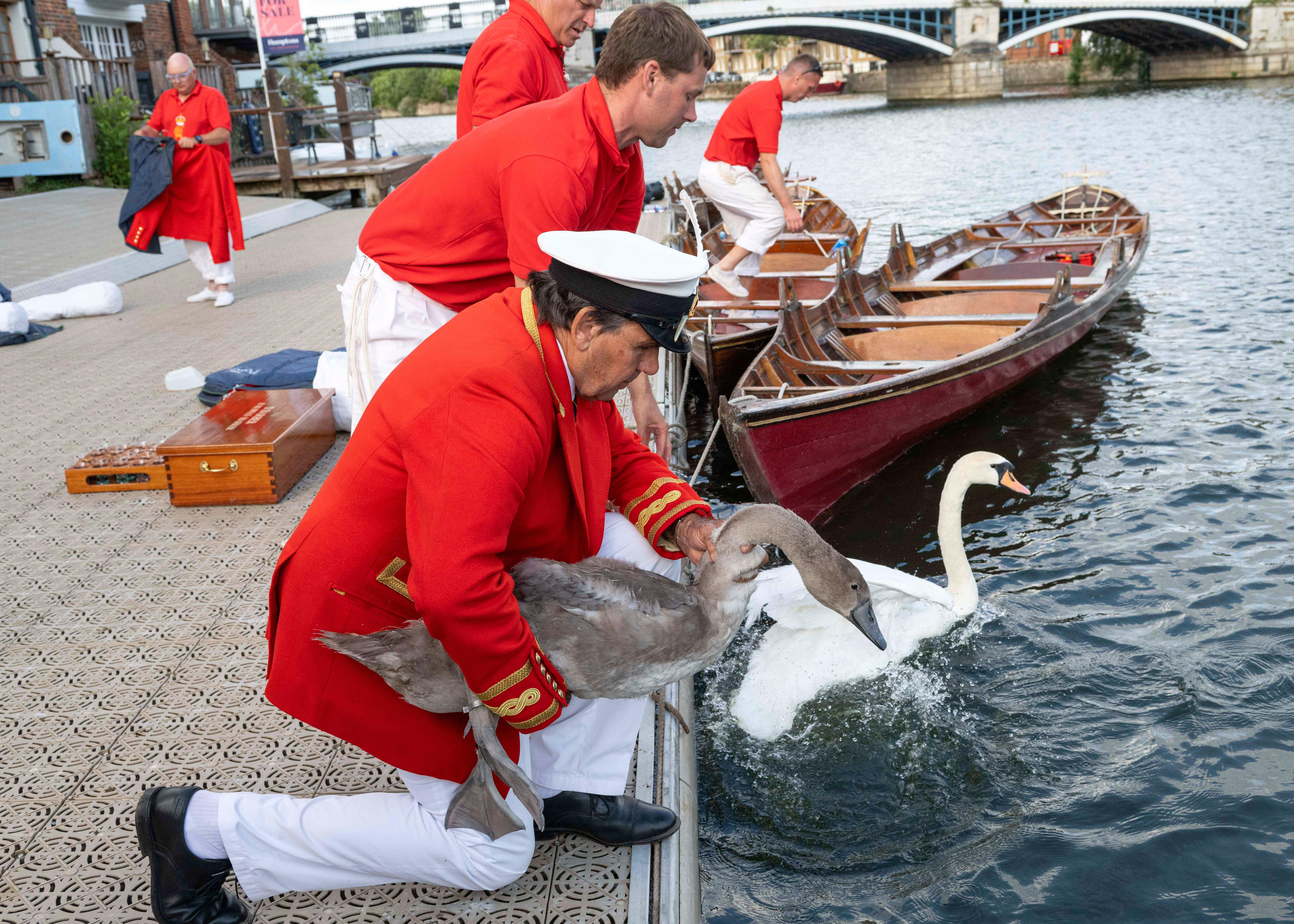 A man in a scarlet coat kneels on a jetty on the edge of a river with a grey swan in his arms, preparing to release it