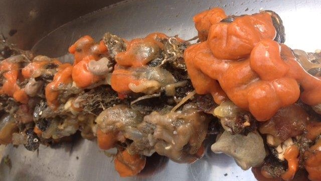 Mussels covered in orange tunicate