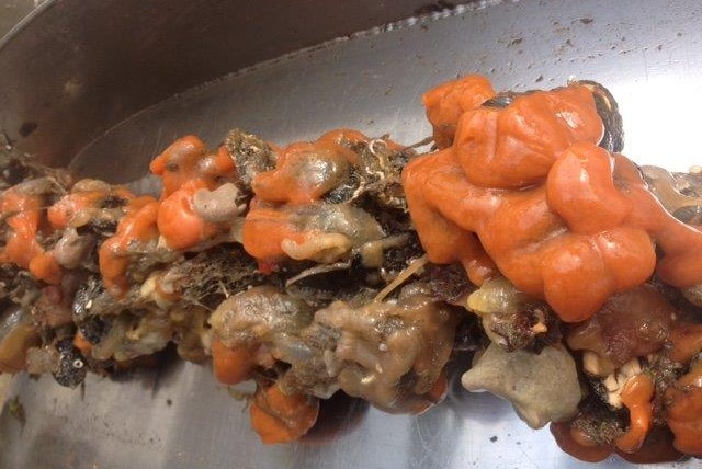 Mussels covered in orange tunicate