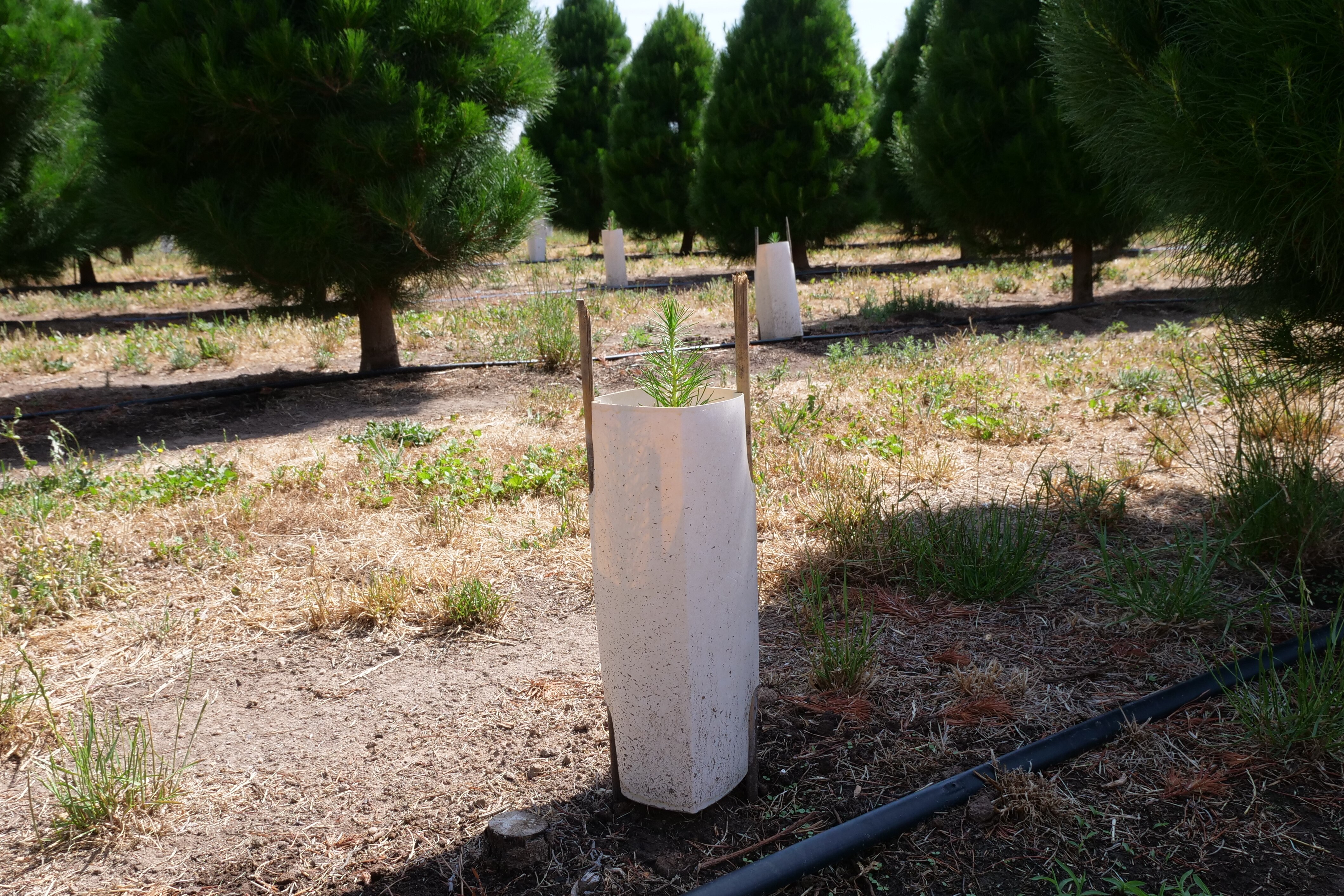 A Radiata pine sapling grows on a Christmas tree farm in Shepparton.
