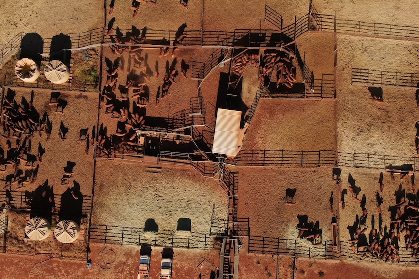 Drone view of cattle in processing yards.