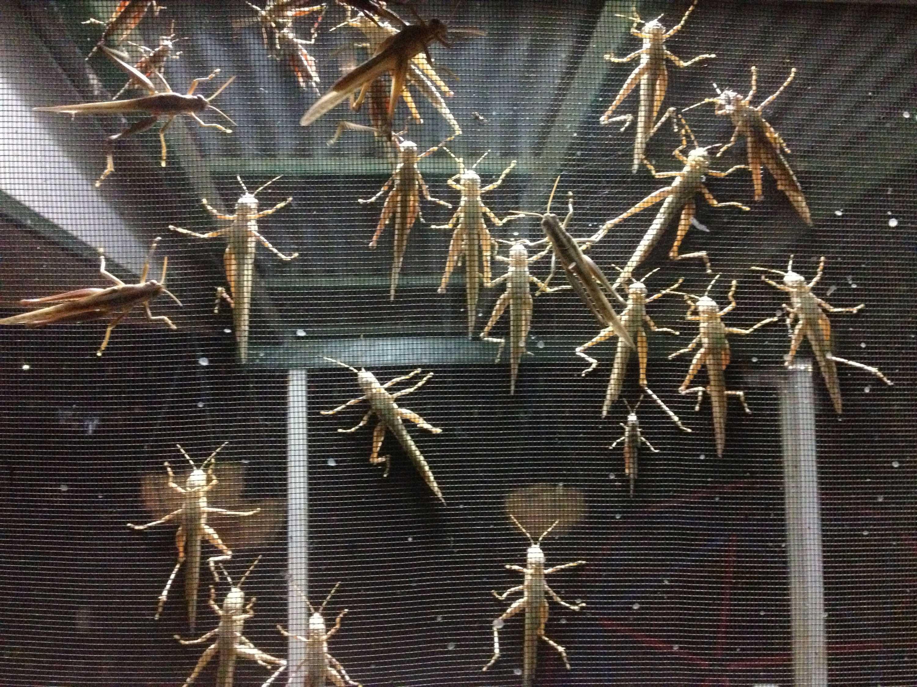 Grasshoppers clinging onto a flyscreen door.