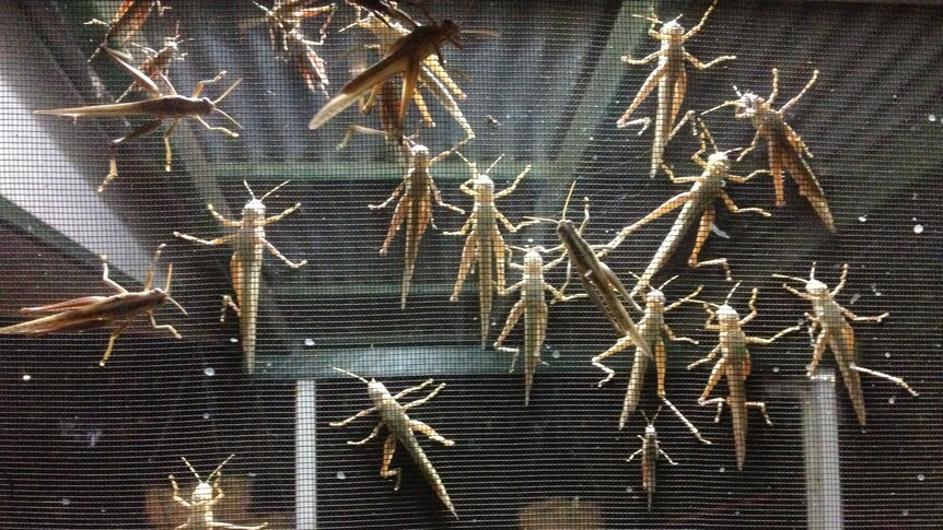 Dozens of locusts on house front screen door at Longreach