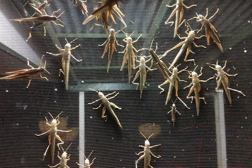 Grasshoppers clinging onto a flyscreen door.