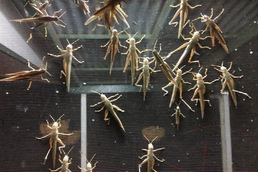 Dozens of locusts on house front screen door at Longreach