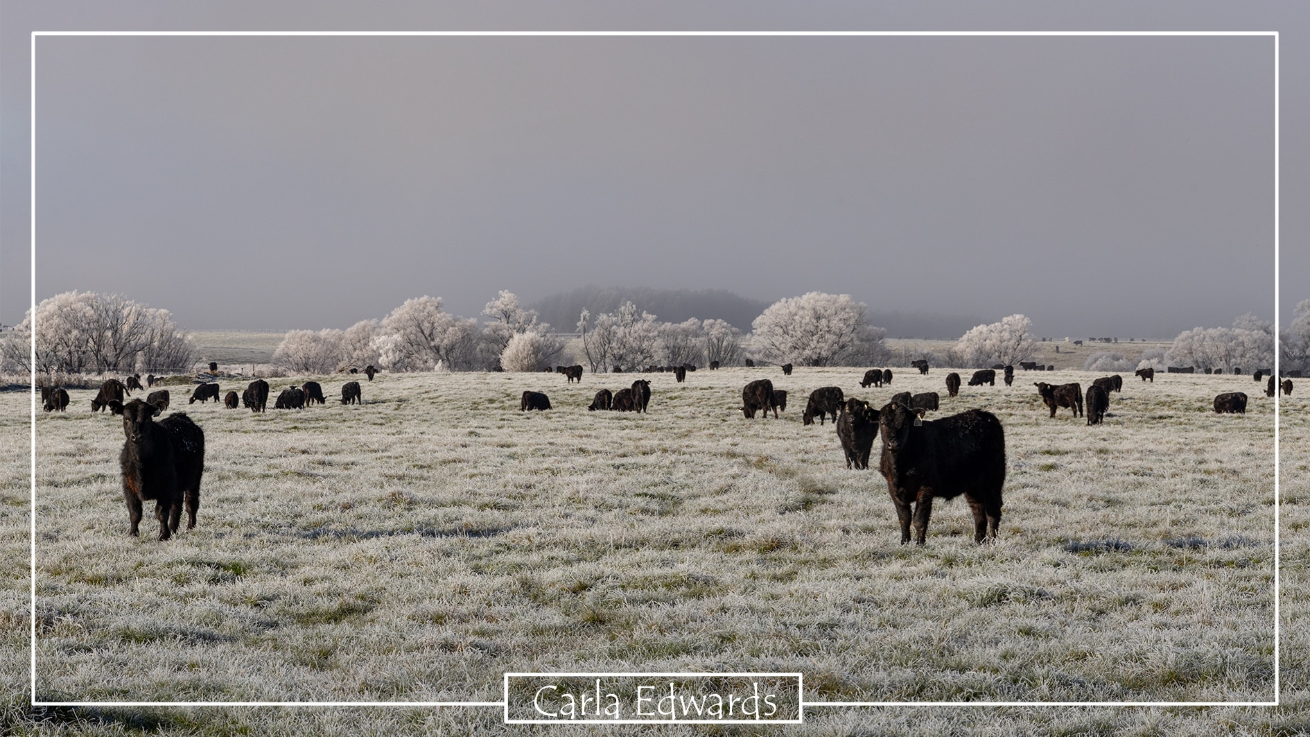 Cows stand in a frost paddock in Tasmania