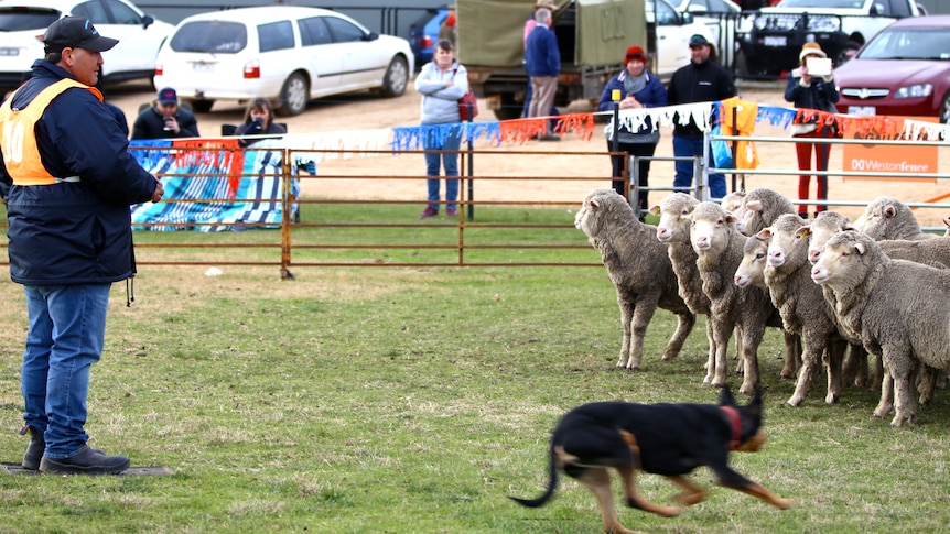 A blurred kelpie runs near a flock of sheep while his owner looks on.