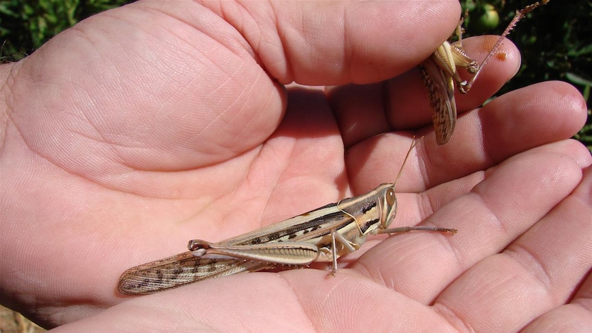 Large locusts