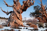 Bristlecone pines in the snow