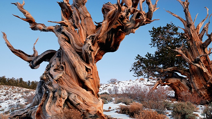 Bristlecone pines in the snow