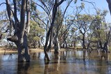 Large gumtrees sit in water in a backwater off the River Murray near Murtho in SA's Riverland.