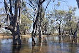 Large gumtrees sit in water in a backwater off the River Murray near Murtho in SA's Riverland.