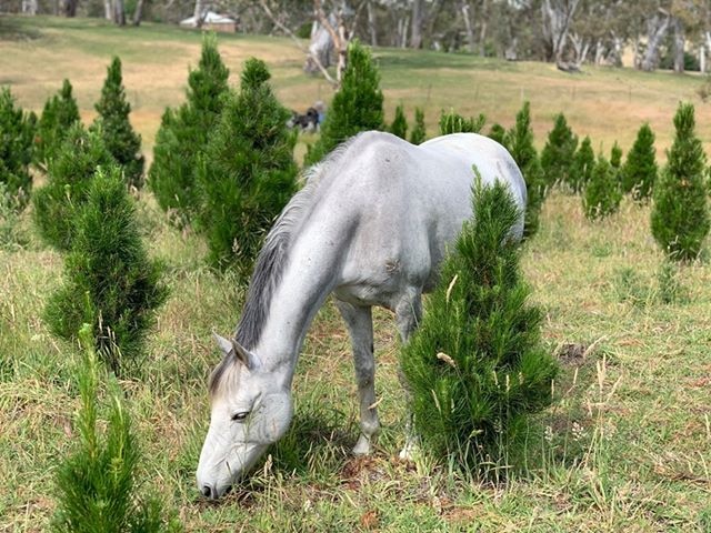 A grey horse is eating grass on a Christmas tree plantation with trees all around.