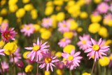 A closeup of pink and yellow wildflowers at Coalseam Conservation Park