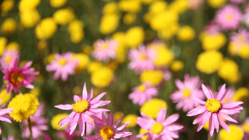 A closeup of pink and yellow wildflowers at Coalseam Conservation Park