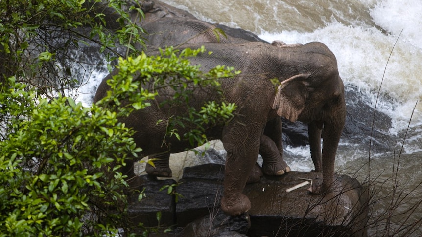 Two elephants (one behind the other) trapped on a small cliff at a waterfall