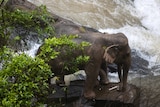 Two elephants (one behind the other) trapped on a small cliff at a waterfall