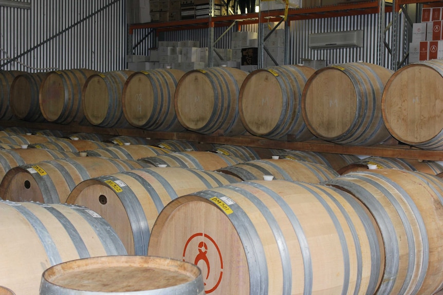 wine barrels fill a room