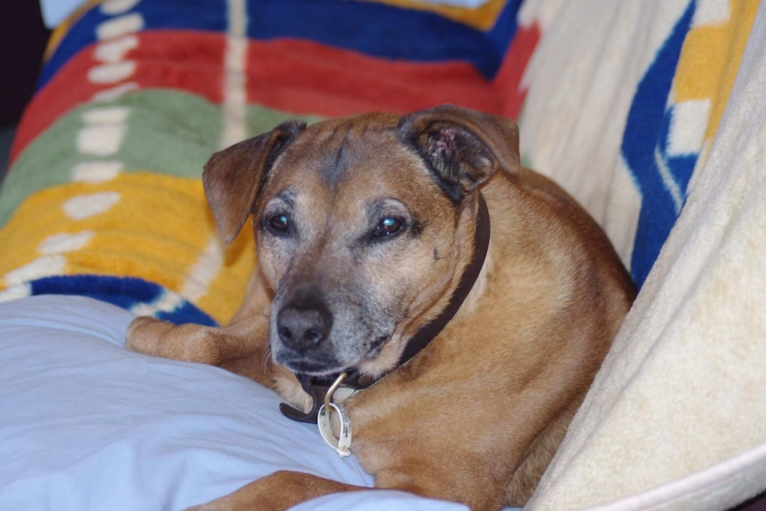 An older looking dog sits on a couch.