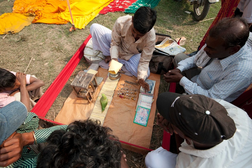 A green parakeet picks tarot cards off a picnic blanket in front of onlookers.