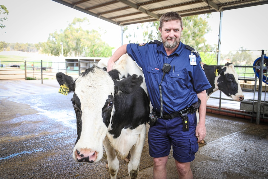 A smiling male police officer stands inbetween two cows with his arms around them.