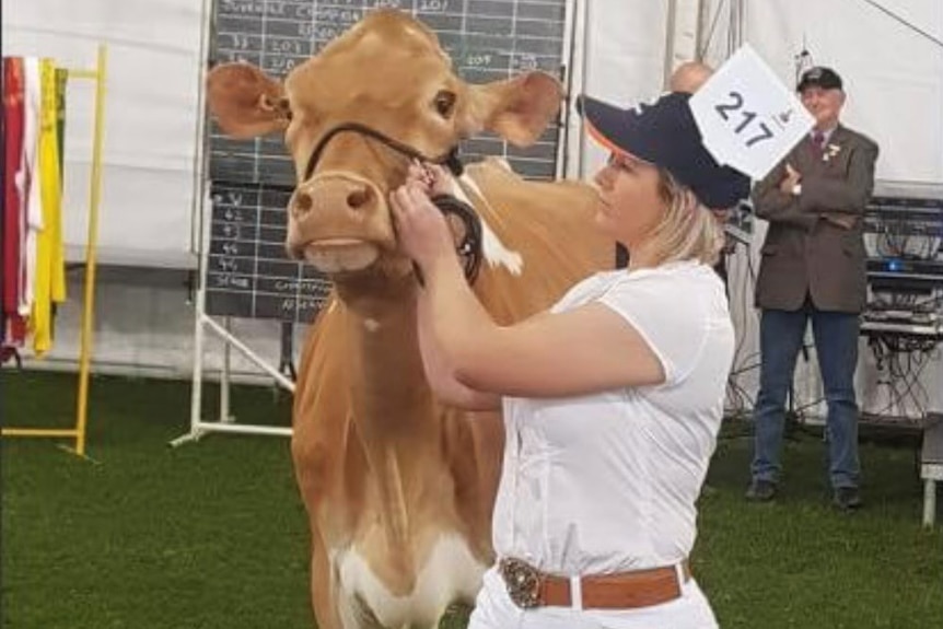 Woman wearing a cap with competitor number 217 in judging arena adjusting strapping on light brown cow's head