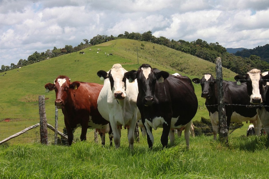 Dairy cows on Dalrymple Farm.