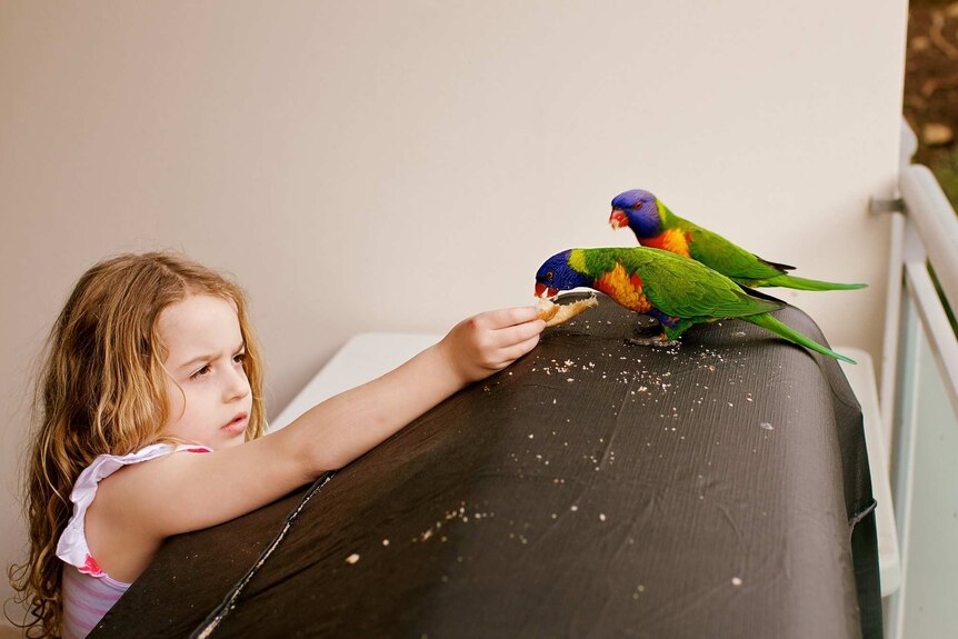 Rainbow lorikeets being fed by a child