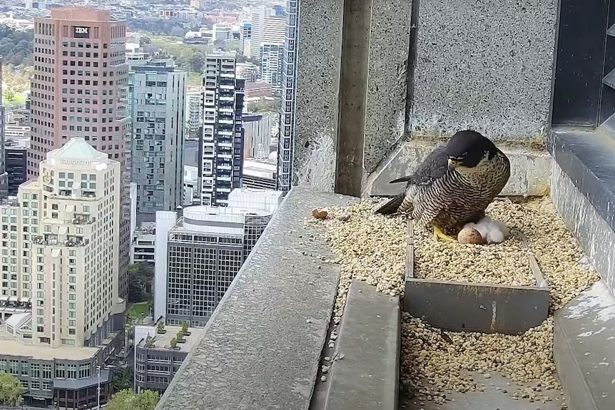 A falcon on the side of a high-rise building with two very small fluffy 