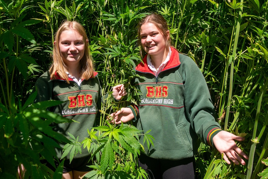 Two students standing in tall hemp crop