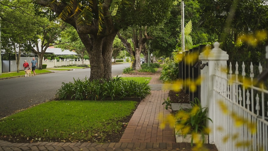A tree-lined street in an affluent Brisbane suburb.