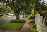 A tree-lined street in an affluent Brisbane suburb.