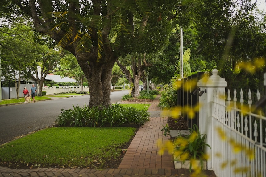 A tree-lined street in an affluent Brisbane suburb