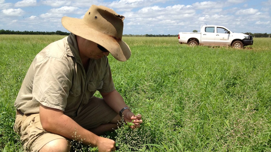 Lucerne growing at the Katherine Research Station