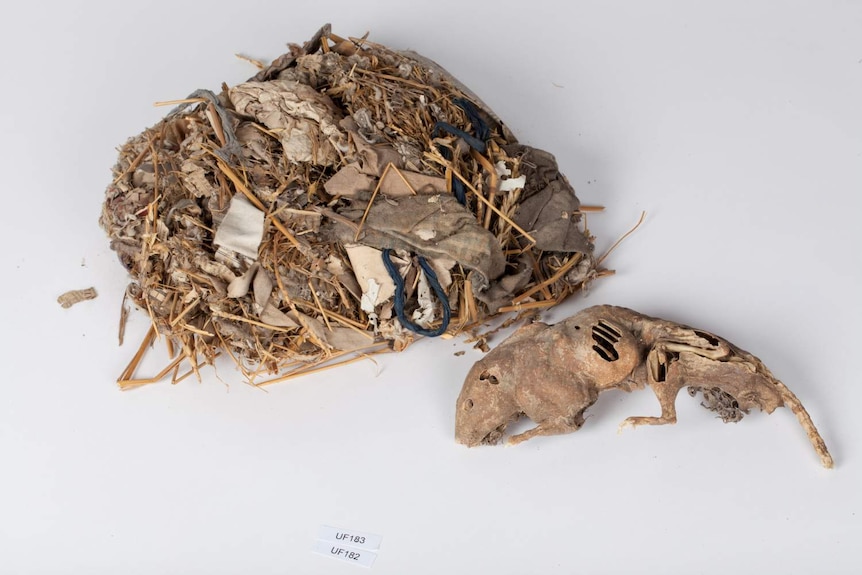A mummified rat next to a nest filled with artefacts