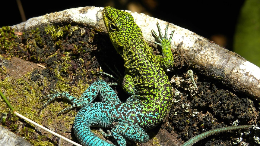 A lizard with bright green scales at its head and bright blue scales at its tail on a mossy rock.