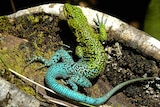 A lizard with bright green scales at its head and bright blue scales at its tail on a mossy rock.