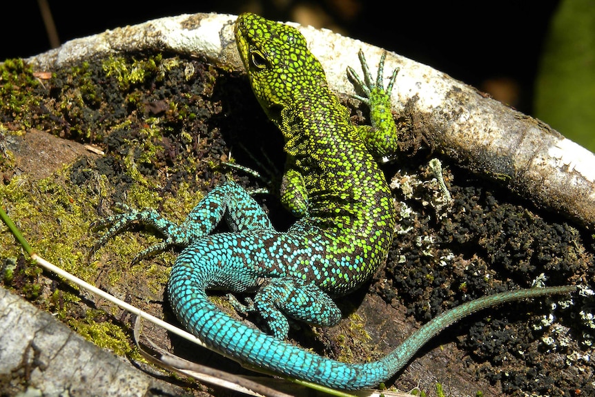 A lizard with bright green scales at its head and bright blue scales at its tail on a mossy rock.