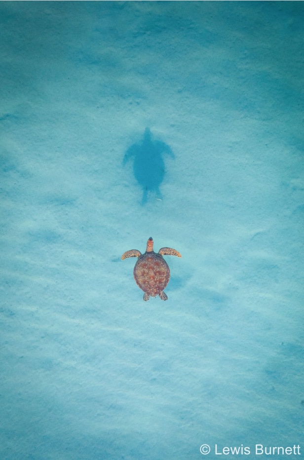 Green sea turtle picture