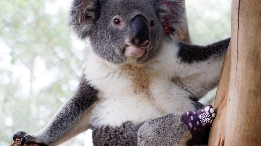 Koala in tree wearing a purple and white sock on its back foot.