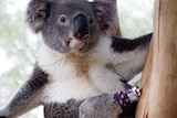 Koala in tree wearing a purple and white sock on its back foot.