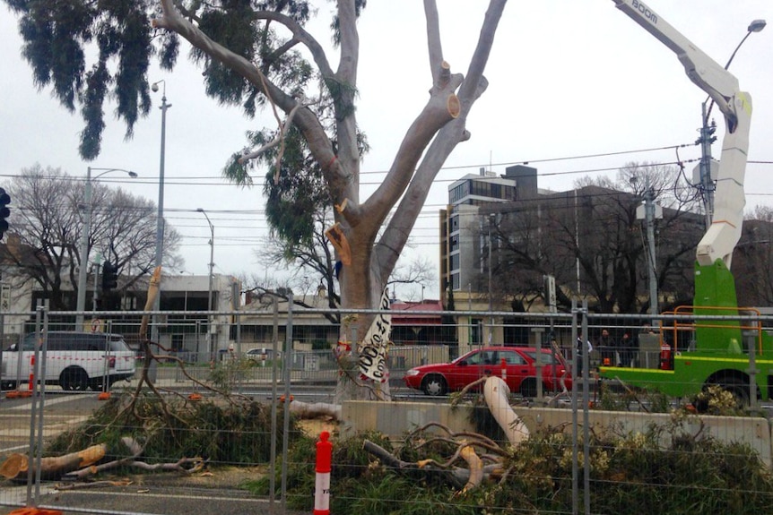 Iconic gum tree in Parkville is chopped down