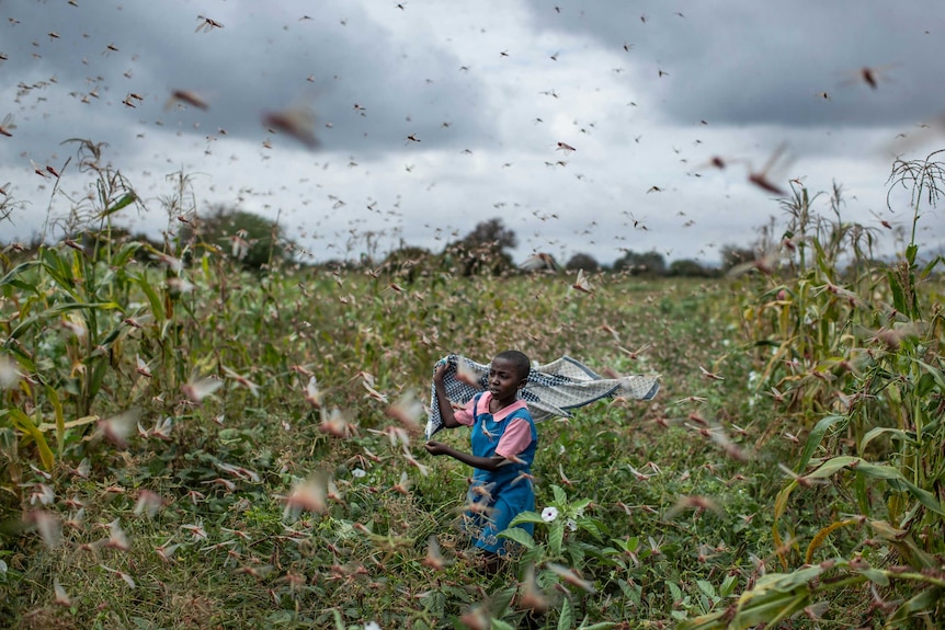 A farmer's daughter waves her shawl in the air to try to chase away swarms of desert locusts.