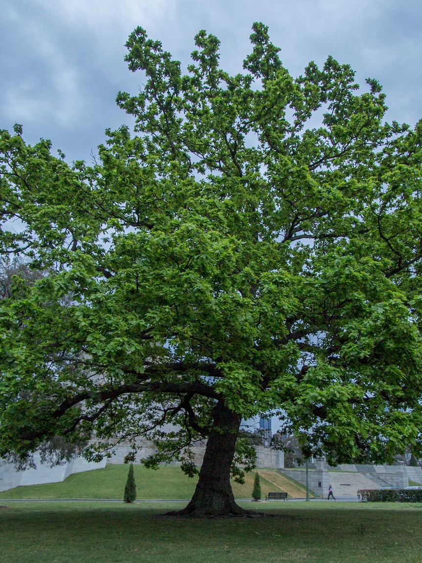 An enormous oak tree grows at the Shrine of Remembrance in Melbourne.