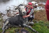 A donkey appears to be smiling after being rescued