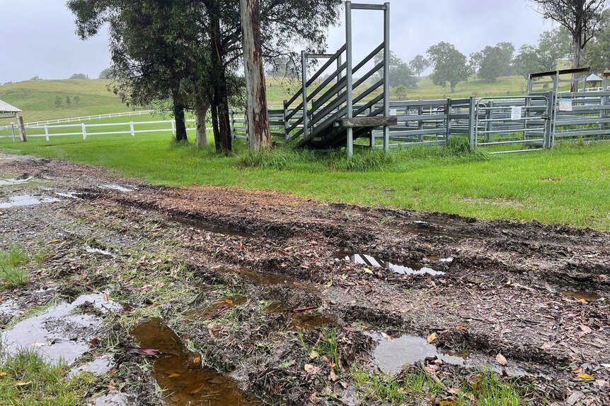 cattle yards surrounded by puddles and a muddy driveway