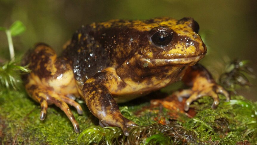 a slimy brown Baw Baw frog sits on green moss.