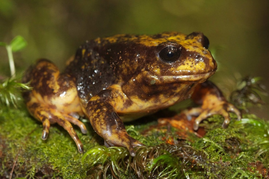 a slimy brown Baw Baw frog sits on green moss.